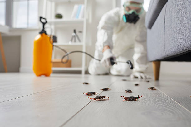 Affordable Termite Control solutions in Tipton, CA